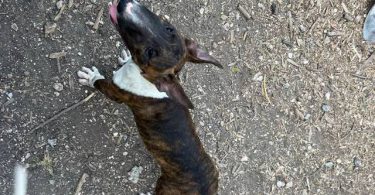 Coco Needs a Loving Home - $1500 (Negotiable)