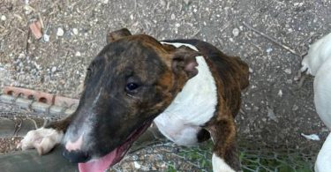 Coco Needs a Loving Home - $1500 (Negotiable)