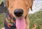 Pure Golden Retriever puppy for sale