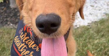 Pure Golden Retriever puppy for sale