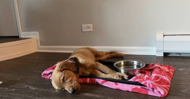 Pure Golden Retriever puppy for sale