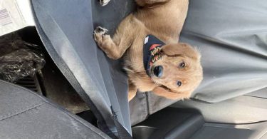Pure Golden Retriever puppy for sale