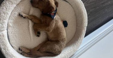 Pure Golden Retriever puppy for sale