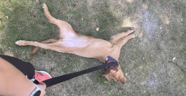 Pure Golden Retriever puppy for sale