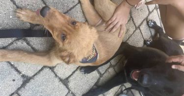 Pure Golden Retriever puppy for sale