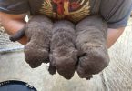 AKC Chesapeake Bay retriever puppies