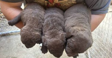 AKC Chesapeake Bay retriever puppies