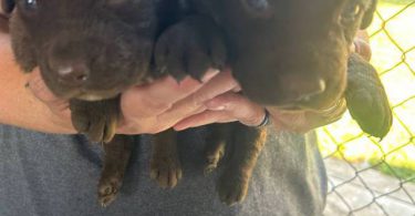 AKC Chesapeake Bay retriever puppies