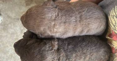 AKC Chesapeake Bay retriever puppies