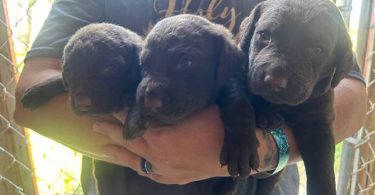 AKC Chesapeake Bay retriever puppies