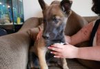 Belgian Malinois Husky mix