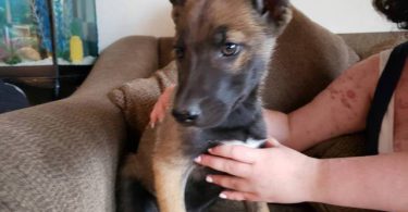 Belgian Malinois Husky mix