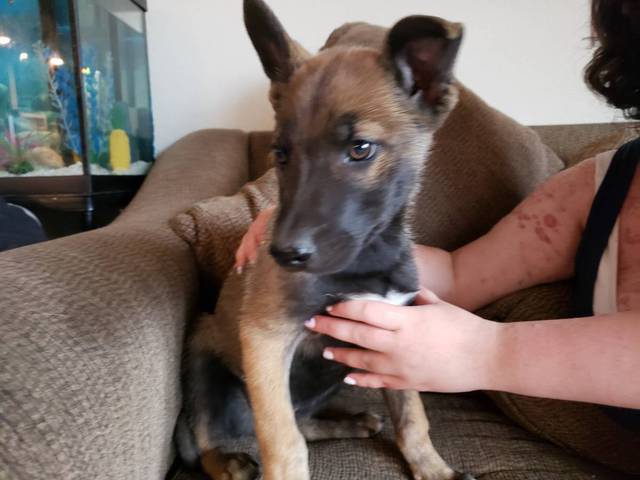Belgian Malinois Husky mix