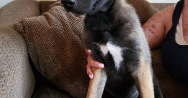 Belgian Malinois Husky mix