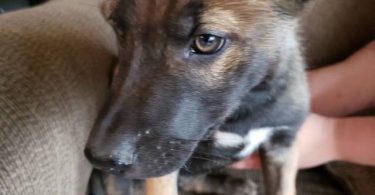 Belgian Malinois Husky mix