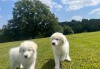 Fullblooded Great Pyrenees puppies