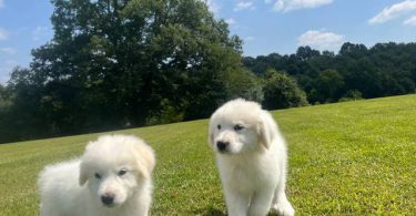 Fullblooded Great Pyrenees puppies