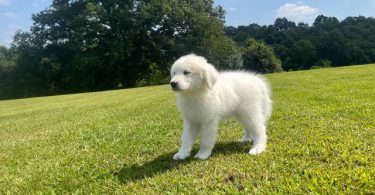 Fullblooded Great Pyrenees puppies