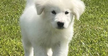 Fullblooded Great Pyrenees puppies