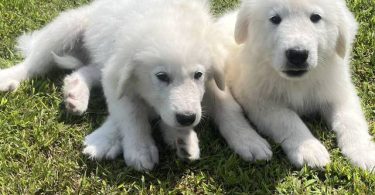 Fullblooded Great Pyrenees puppies
