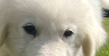 Fullblooded Great Pyrenees puppies