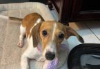 2.5 year old dachshund for sale