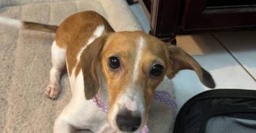 2.5 year old dachshund for sale