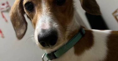 2.5 year old dachshund for sale