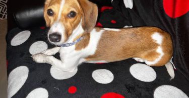2.5 year old dachshund for sale