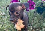 2 boy Chihuahua  cheap puppies