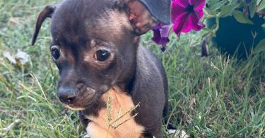 2 boy Chihuahua  cheap puppies