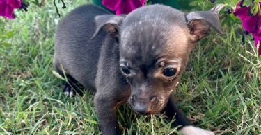 2 boy Chihuahua  cheap puppies