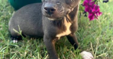 2 boy Chihuahua  cheap puppies