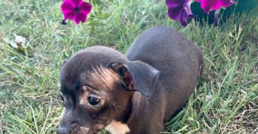 2 boy Chihuahua  cheap puppies