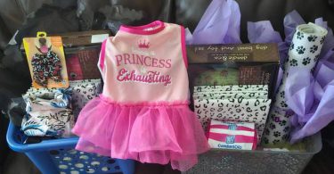 Beautiful Yorkie Puppies + starter kits