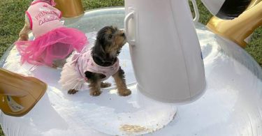 Beautiful Yorkie Puppies + starter kits