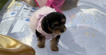 Beautiful Yorkie Puppies + starter kits