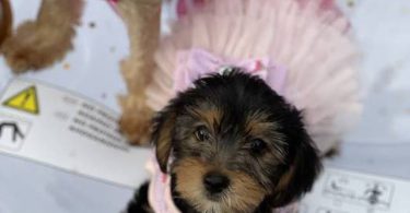 Beautiful Yorkie Puppies + starter kits