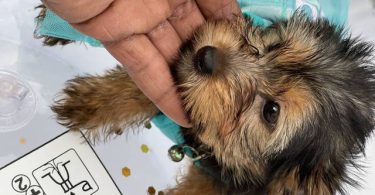 Beautiful Yorkie Puppies + starter kits