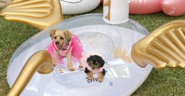 Beautiful Yorkie Puppies + starter kits