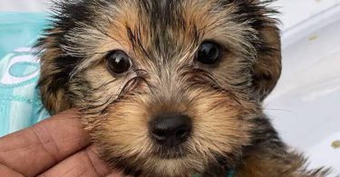 Beautiful Yorkie Puppies + starter kits
