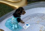 Beautiful Yorkie Puppies + starter kits