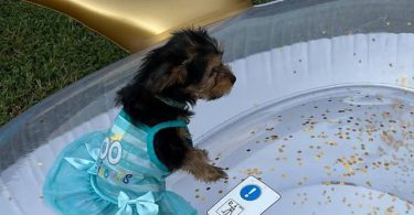 Beautiful Yorkie Puppies + starter kits