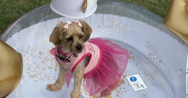 Beautiful Yorkie Puppies + starter kits