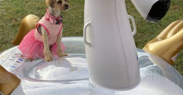 Beautiful Yorkie Puppies + starter kits