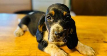 3 Bassett Hound puppy's for sale