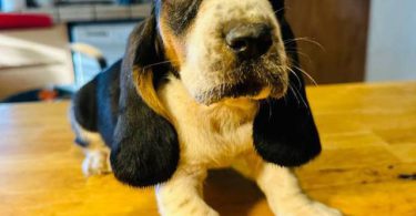 3 Bassett Hound puppy's for sale