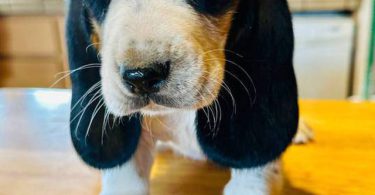 3 Bassett Hound puppy's for sale