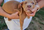 Purebred Pit bull puppies