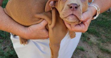 Purebred Pit bull puppies